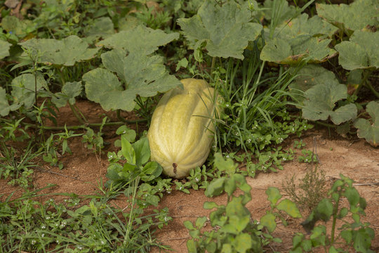Plantio de ab&oacute;bora em propriedade rural de Guarani, Minas Gerais