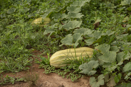 Plantio de ab&oacute;bora em propriedade rural de Guarani, Minas Gerais