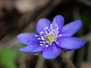 Hepatica flower blooming in the spring forest