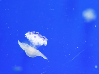 detail of jellyfish in aquarium