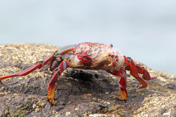 TIERE_4689_rote_Klippenkrabbe