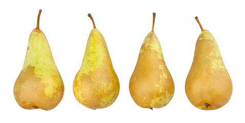pear © bergamont