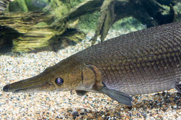 Arapaima gigas, known also as pirarucu, is a species of arapaima native to the basin of the Amazon River. Once believed to be the sole species in the genus, it is among the largest freshwater fish