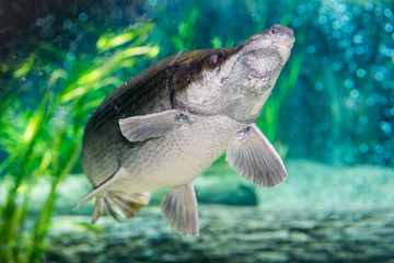 Fototapeta premium Arapaima gigas, known also as pirarucu, is a species of arapaima native to the basin of the Amazon River. Once believed to be the sole species in the genus, it is among the largest freshwater fish