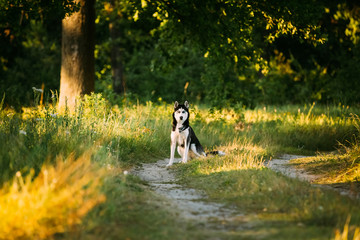 Young Happy Husky Eskimo Dog Runnig In Forest Lane Outdoor. 