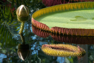 Lily Pad and Reflections