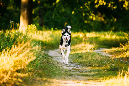 Young Happy Husky Eskimo Dog Runnig In Forest Lane Outdoor. 