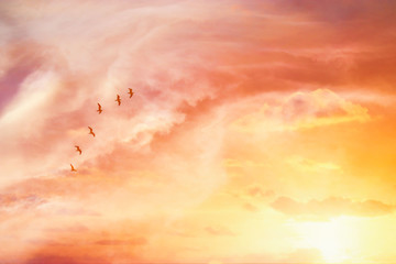 surreal enigmatic picture of flying birds in sunset or sunrise sky . minimalism and dream concept.