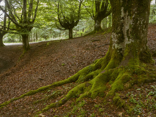 trees moss forest green