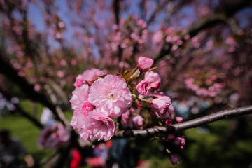 Close-up of cherry tree flowers in a Japanese garden
