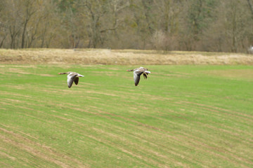 Obraz na płótnie Canvas flock of bean goose flying over the green field