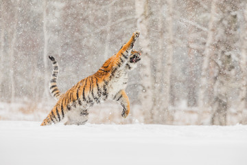 Tiger portrait in cold winter. Tiger in wild winter nature. Action wildlife scene, danger animal.