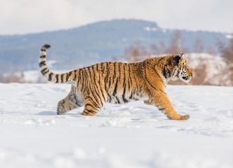 Fototapeta na wymiar Tiger runs behind the prey. Hunt the prey in tajga in cold winter. Tiger in wild winter nature. Action wildlife scene, danger animal.