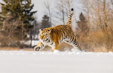 Tiger runs behind the prey. Hunt the prey in tajga in cold winter. Tiger in wild winter nature. Action wildlife scene, danger animal.