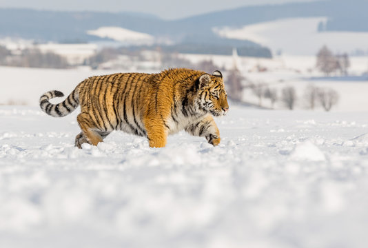 Tiger runs behind the prey. Hunt the prey in tajga in cold winter. Tiger in wild winter nature. Action wildlife scene, danger animal.