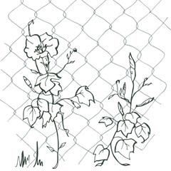 Obraz premium Ipomoea on the grid.Blue Ipomoea.Children's illustration, the flowers are crawling on the grid. Creeping flowers. 