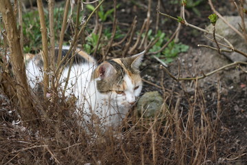 katze, kater, haustier, natur, lauern, beobachten, garten