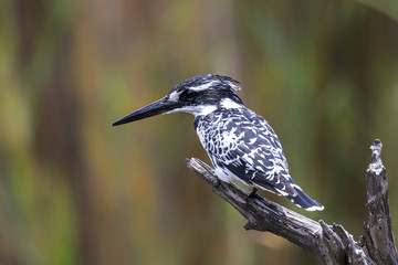 Pied kingfisher in Krugerpark in South Africa