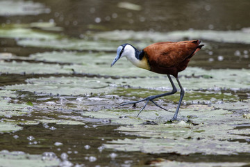African jacana walking on the water of Lake Panic in the Krugerpark in South Africa