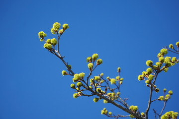 new growing green bud on tree branch