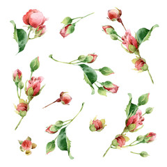 Big watercolor set with roses
