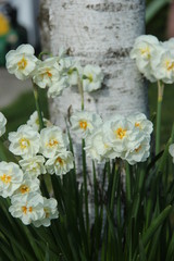 Obraz premium Narcisses et bouleaux blancs