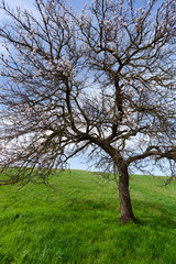 Obraz premium Blühender Kirschbaum