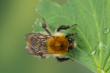 Wiesenhummel