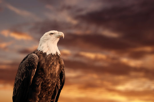 QUEBEC, QC - CANADA September 2012 : Portrait of a proud american bald eagle in front of a blurry cloudy sunset sky. The bald eagle is a bird of prey found in North America. 