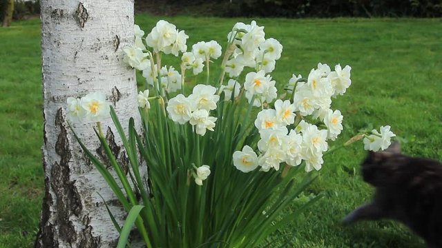 Chatte, narcisses et bouleaux blancs