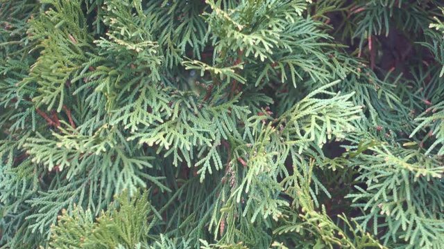 Arborvitae branch with fresh green needle.