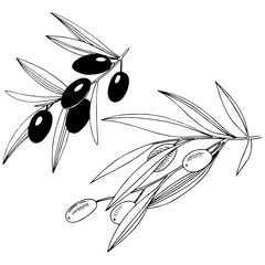 Olive tree in a vector style isolated. Full name of the plant: Branches of an olive tree. Vector olive tree for background, texture, wrapper pattern, frame or border.