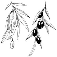 Olive tree in a vector style isolated. Full name of the plant: Branches of an olive tree. Vector olive tree for background, texture, wrapper pattern, frame or border.