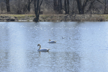 Naklejka na ściany i meble Swans swimming on the lake
