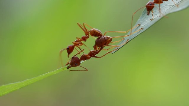 Ant action standing.Ant bridge unity team,Concept team work together,Video footage show sacrifice of ant