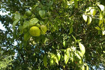park with palms, flowers, fruits, oranges and monuments at Cadiz, Spain, Andalusia, Campo del Sur