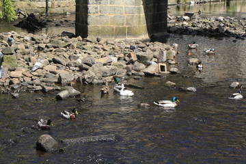 Obraz premium Hardcastle Crags, Yorkshire, England