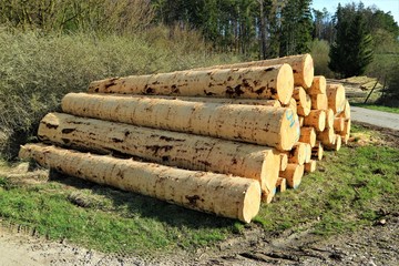 Bilder und Videos suchen: schnittholz