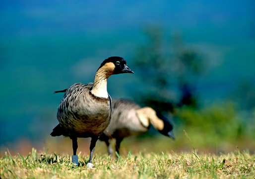 Nēnē Goose is &ldquo;The State Bird&rdquo; of Hawaii. Two are shown grazing in grass field