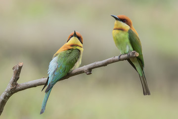 Pair of Chestnut-headed bee-eaters or Merops leschenaulti perching on tree branch , Thailand