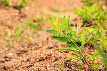 Young green plant growing on the soil