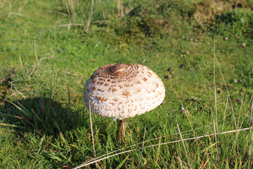 Parasol Mushroom