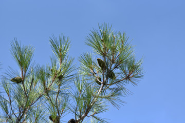 Pine with long needles and cones on a blue sky background