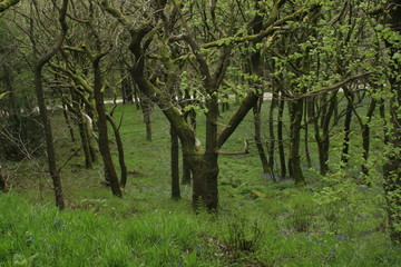 Hardcastle Crags, Yorkshire, England
