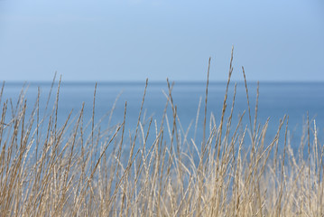 Fototapeta premium Grass against the blue sky and the sea. Grass is dry and thin