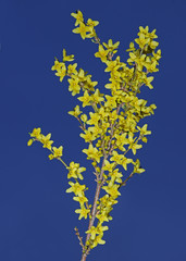Zweig einer Forsythie mit gelben Blüten im Frühling vor leuchtend blauem Hintergrund