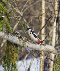 bird