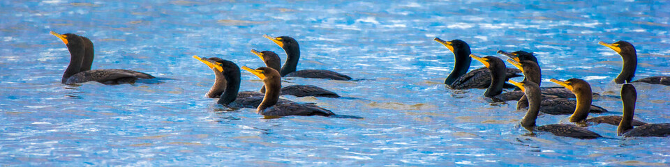 Commorants swim in formation