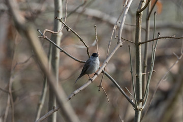 Männliche Mönchsgrasmücke auf einem Ast in einem Baum im Frühling