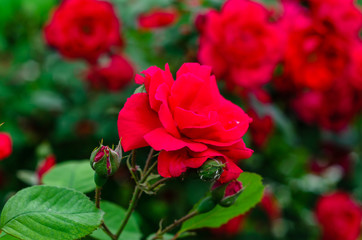 Fototapeta na wymiar Close-up of rose flowers